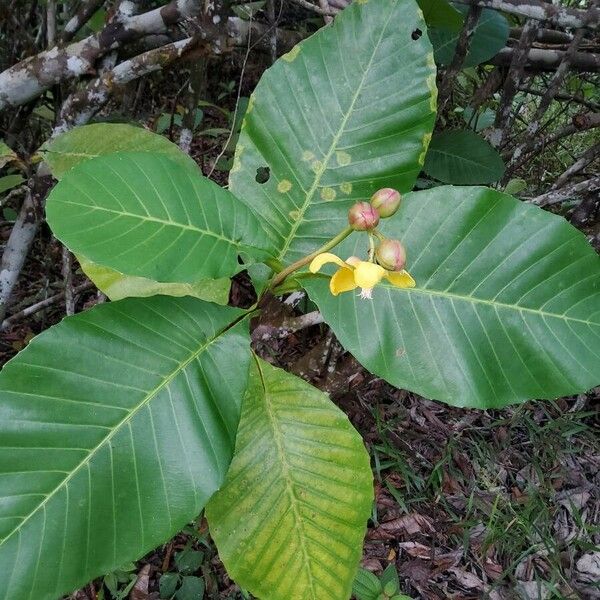 Dillenia suffruticosa Fruit