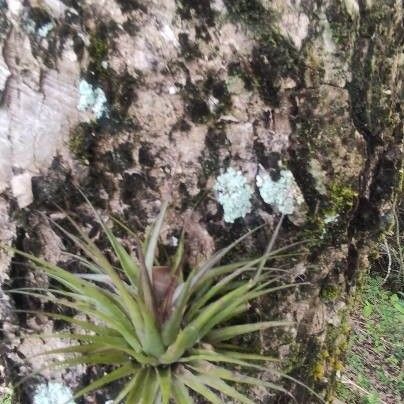 Tillandsia stricta Levél