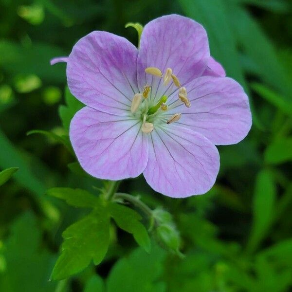 Geranium maculatum Flower