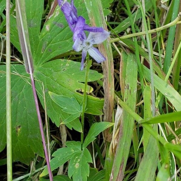 Aconitum columbianum 花