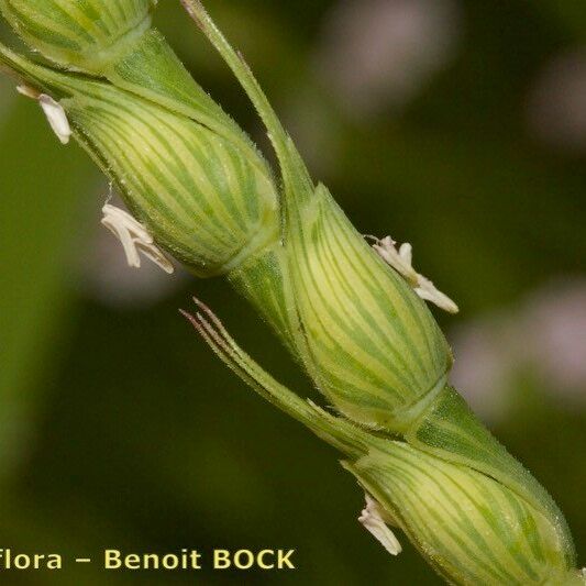 Aegilops ventricosa 果實