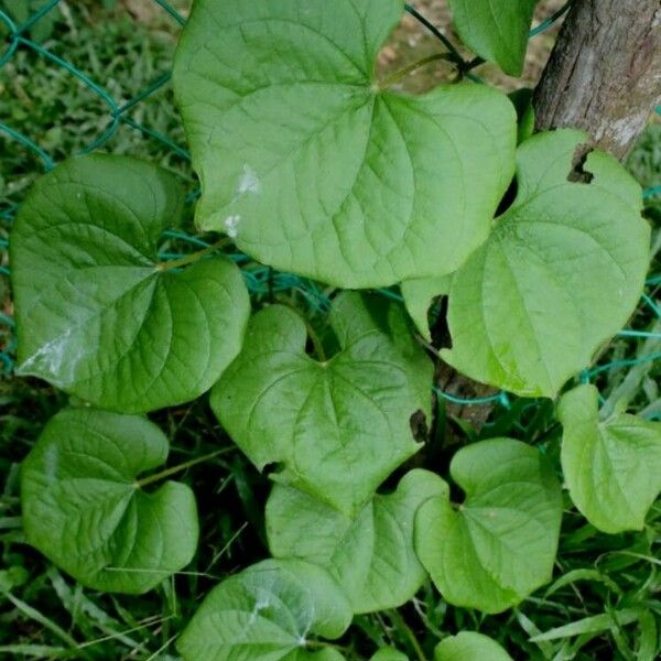 Dioscorea esculenta Frunză