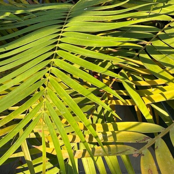 Ceratozamia mexicana Leaf