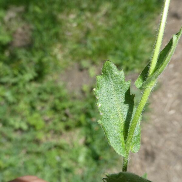 Draba muralis Leaf