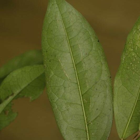 Tapura guianensis Deilen