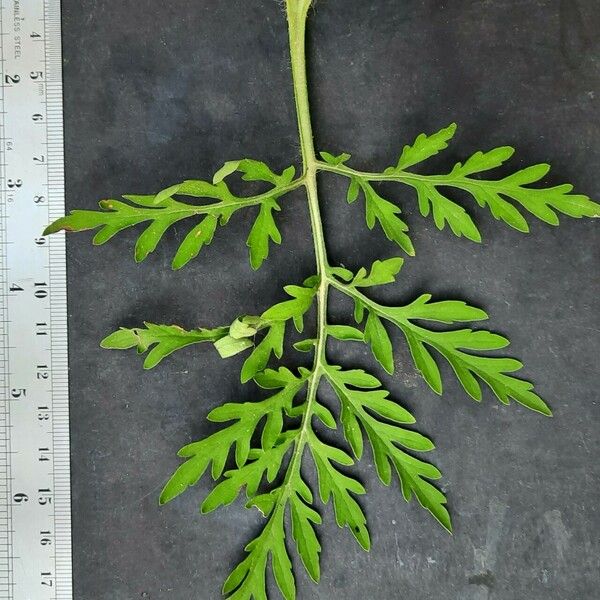Ambrosia artemisiifolia ഇല