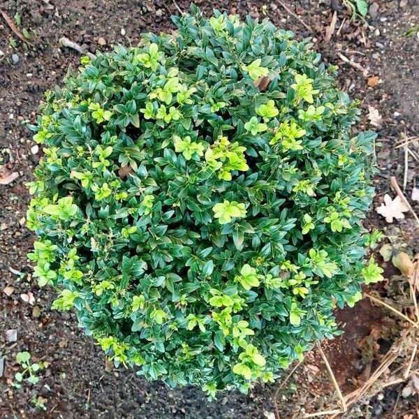 Buxus sempervirens Hábito