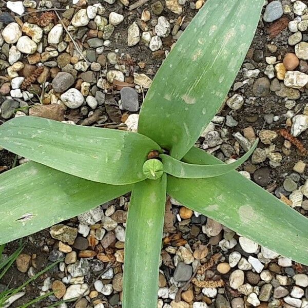 Allium giganteum Folha