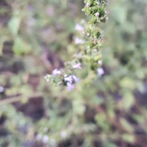 Calamintha nepeta Цветок