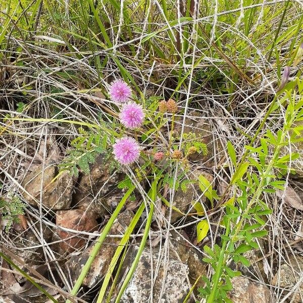 Mimosa quadrivalvis عادت