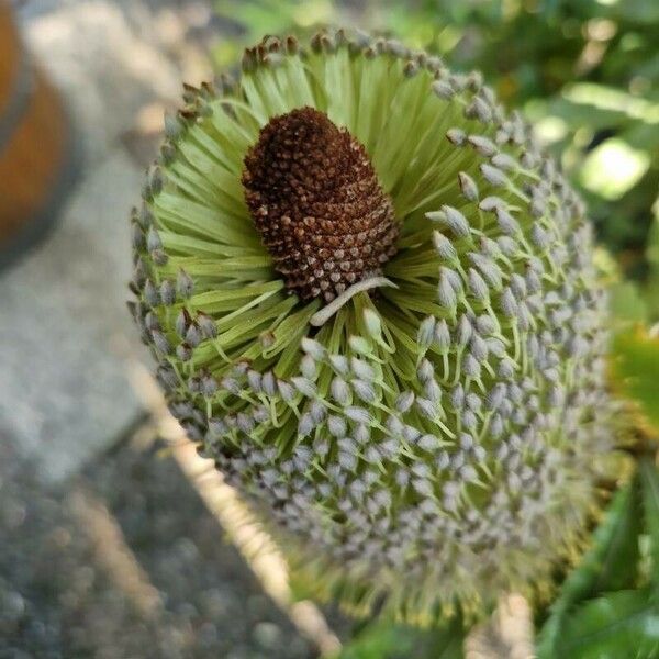 Banksia serrata Blüte