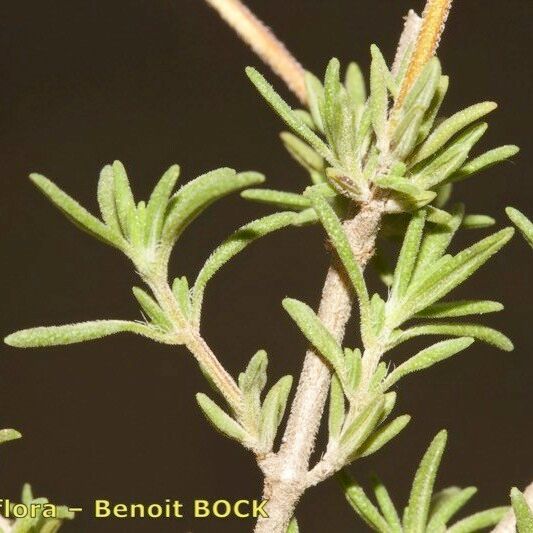 Thymus baeticus autre