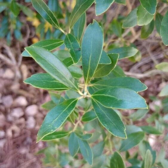 Ilex glabra Leaf