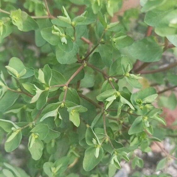 Euphorbia peplus Hostoa
