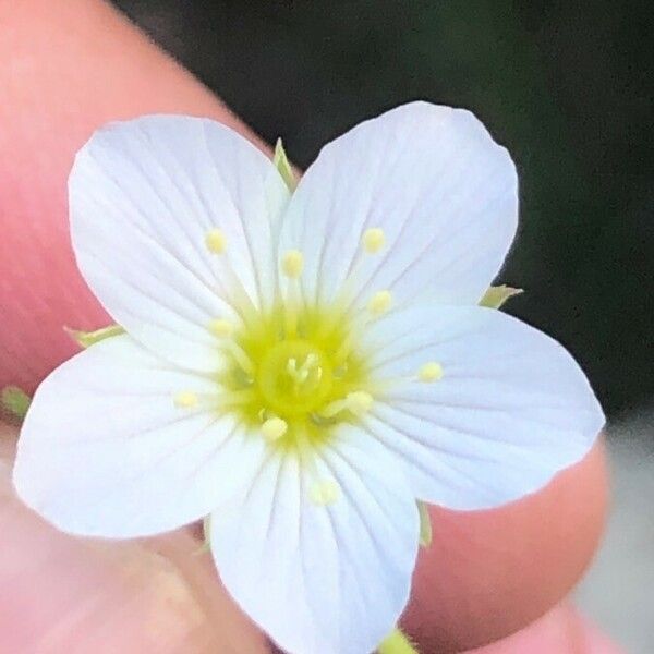 Arenaria montana ফুল