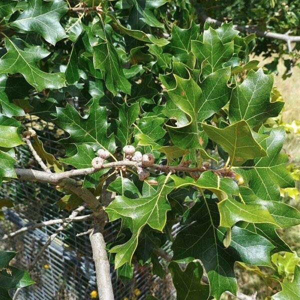 Quercus marilandica Leaf