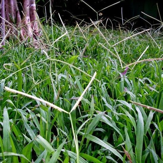 Paspalum conjugatum Habitus