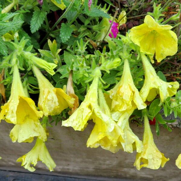 Petunia × atkinsiana ᱛᱟᱦᱮᱸ