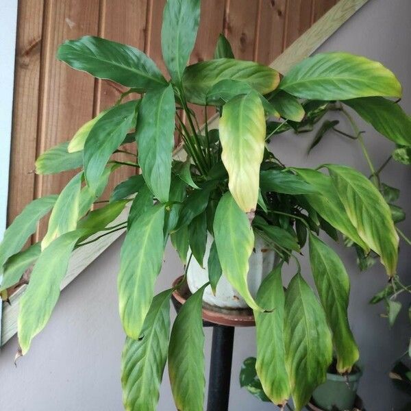 Spathiphyllum floribundum Lapas