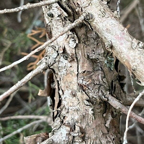 Juniperus scopulorum Кора