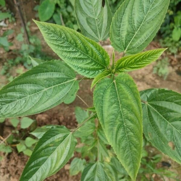 Corchorus olitorius Hoja