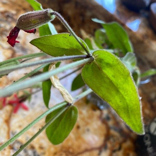 Silene virginica Blatt