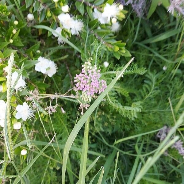 Achillea distans Цветок