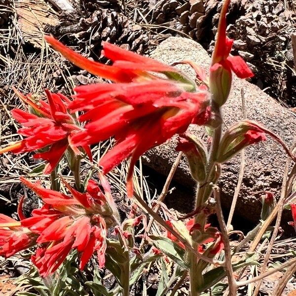 Castilleja subinclusa Flor