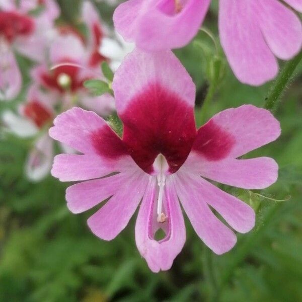 Schizanthus pinnatus Blomst