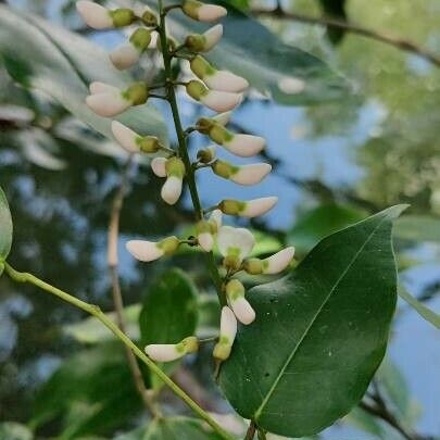 Derris trifoliata Λουλούδι