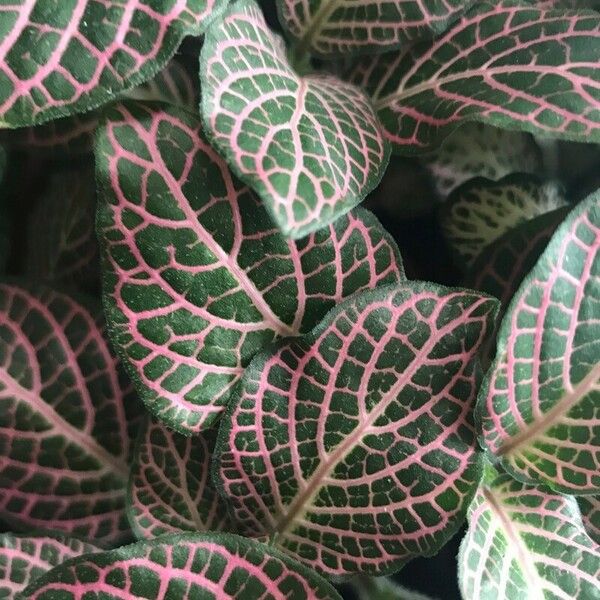 Fittonia albivenis Blad