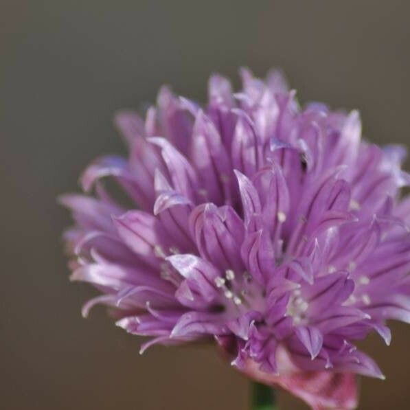 Allium lineare 花