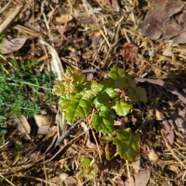 Quercus agrifolia ᱥᱟᱠᱟᱢ