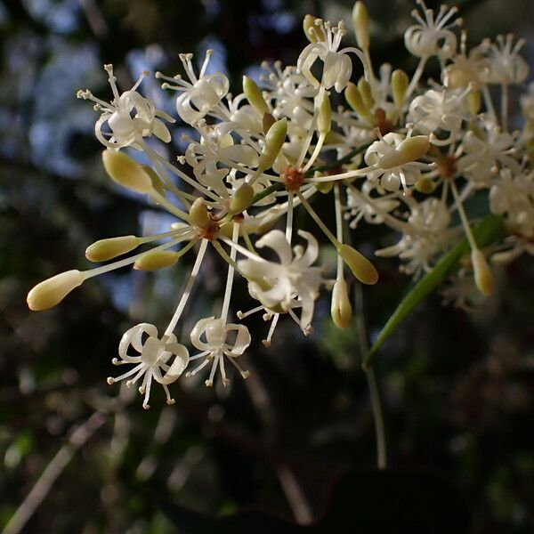 Smilax aspera Flor