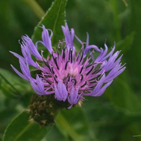 Centaurea triumfettii 花