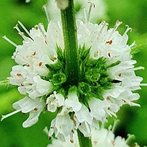 Mentha spicata Flower