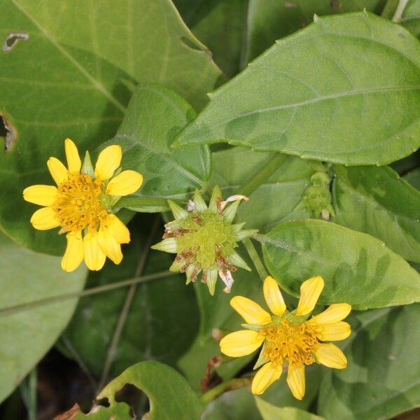 Wollastonia biflora Žiedas