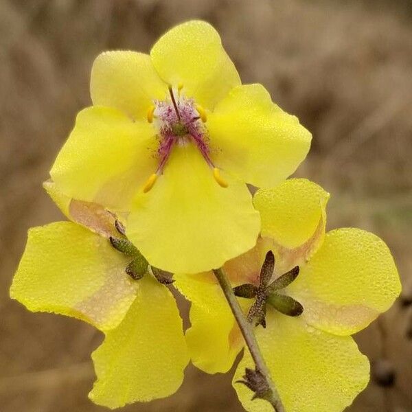 Verbascum blattaria ᱵᱟᱦᱟ