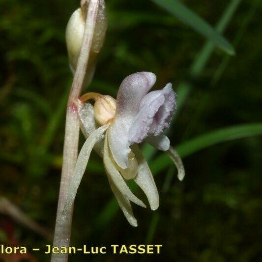 Epipogium aphyllum Floro