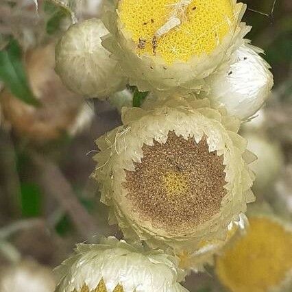 Helichrysum foetidum Kwiat