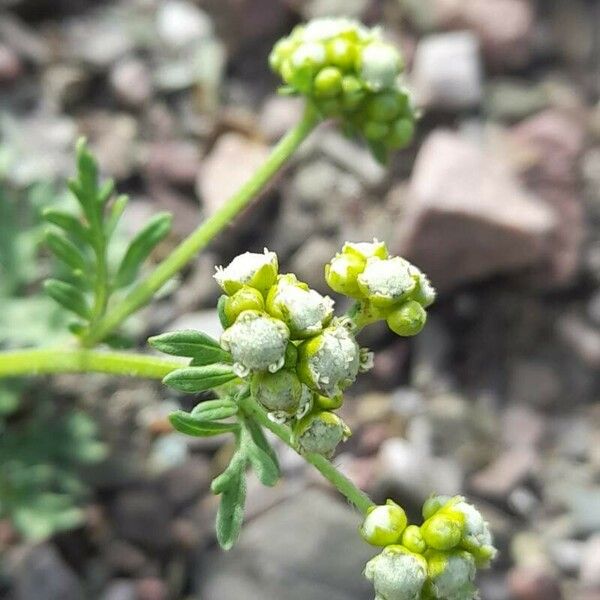 Parthenium hysterophorus Virág