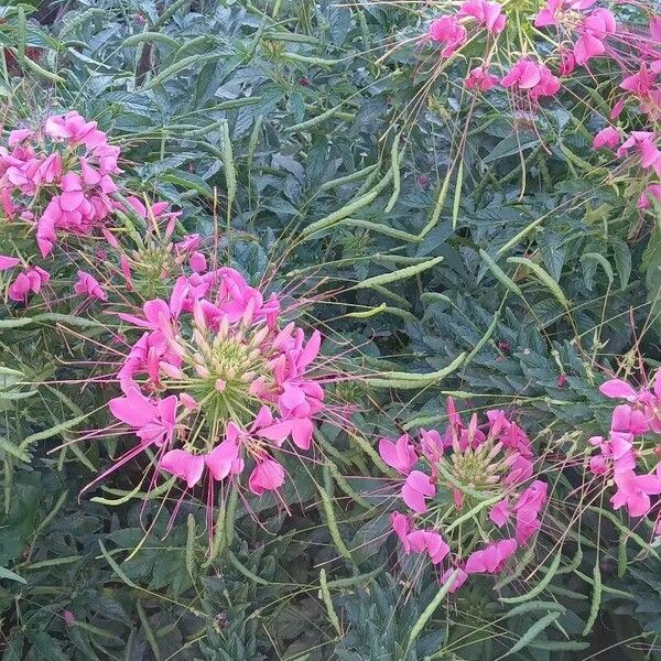 Cleome hassleriana موطن