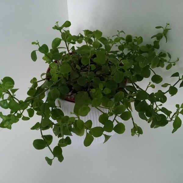 Peperomia rotundifolia Levél