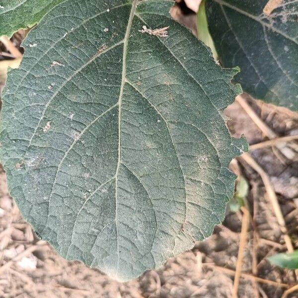 Clerodendrum infortunatum Leaf