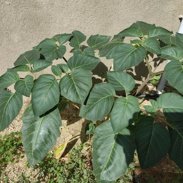 Datura innoxia पत्ता