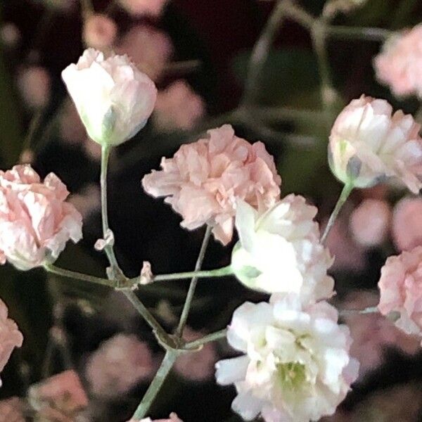 Gypsophila paniculata Blomst