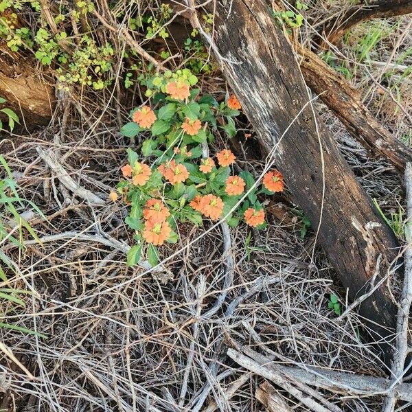 Crossandra massaica 整株植物