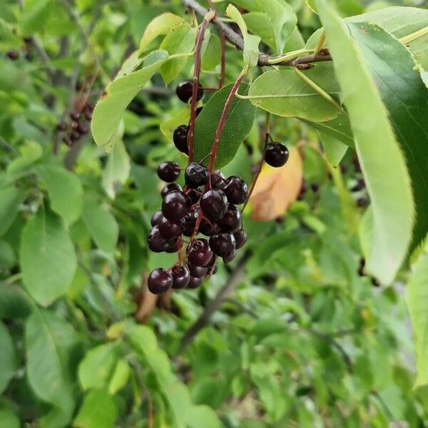 Prunus virginiana Vaisius