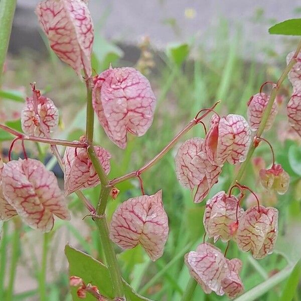 Rumex vesicarius Vili