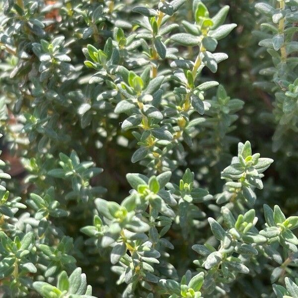 Thymus vulgaris Ліст